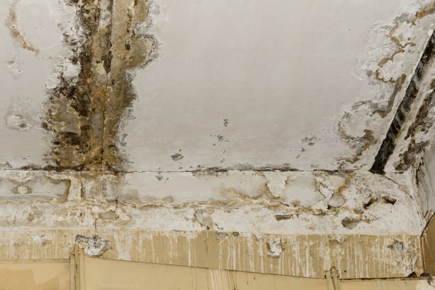 Best Attic Mold Removal  in Nanawale Estates, HI