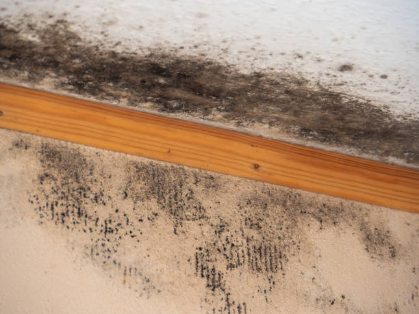 Best HVAC Mold Inspection and Cleaning  in Nanawale Estates, HI