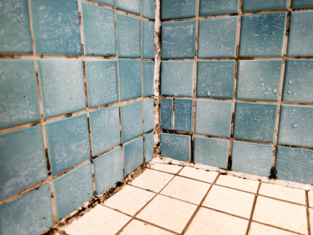 Mold Remediation for Vacation Homes in Nanawale Estates, HI