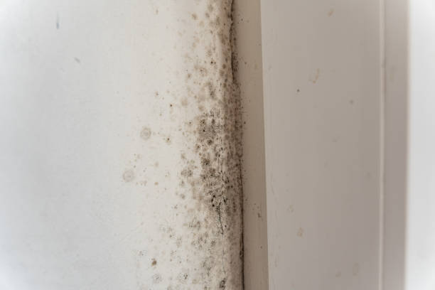 Best Commercial Mold Inspection  in Nanawale Estates, HI