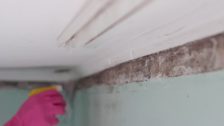 Best Mold Remediation for Healthcare Facilities  in Nanawale Estates, HI