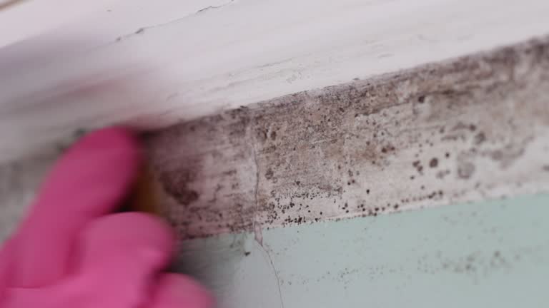 Best Airborne Mold Testing  in Nanawale Estates, HI